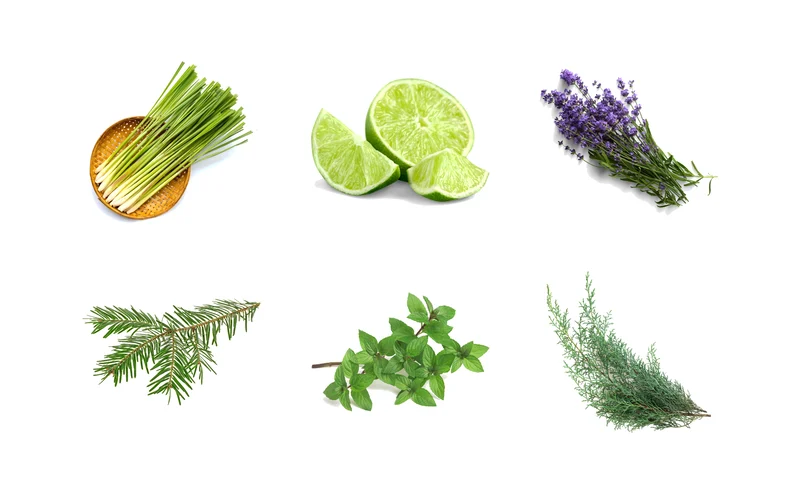 Lemongrass, lime, lavender, black spruce, spearmint and rosemary: the plants behind the essential oils that scent Order Soap