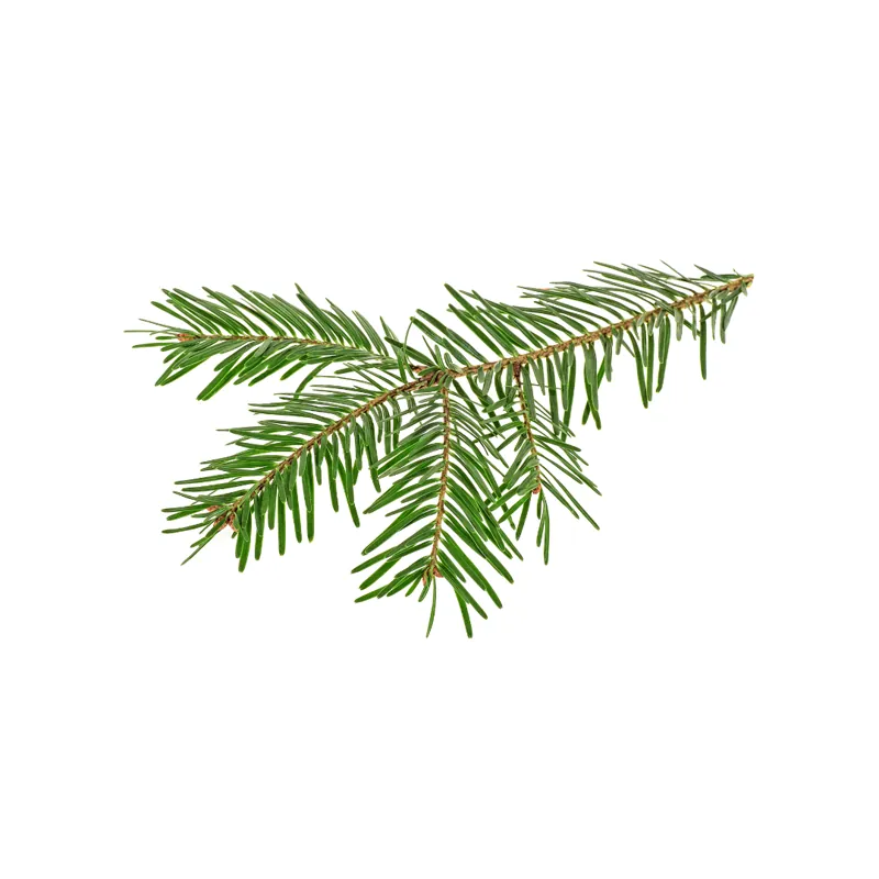 Black spruce essential oil